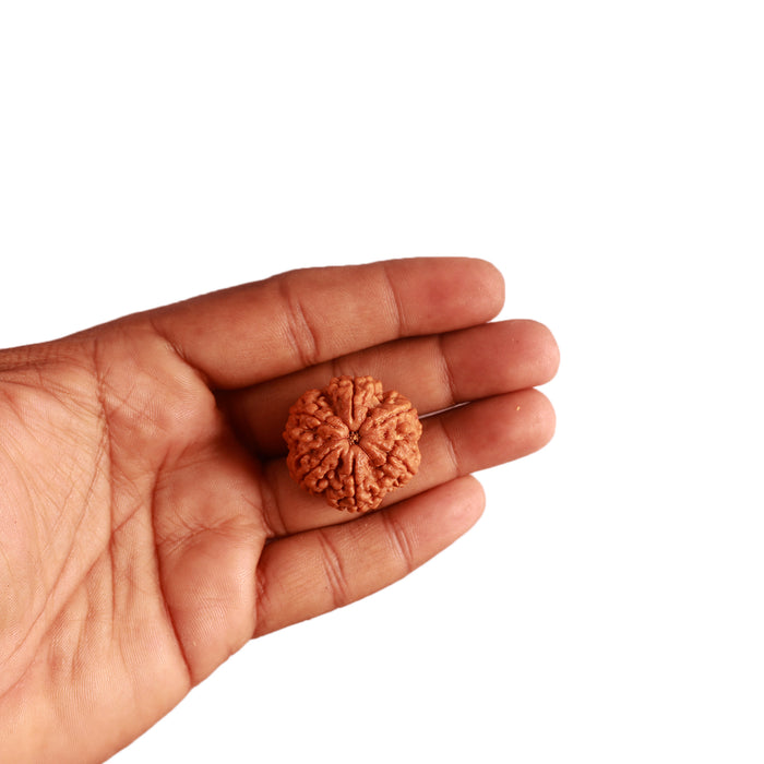 6 Mukhi Rudraksha from Nepal - Bead No. 401