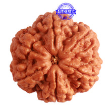 Load image into Gallery viewer, 6 Mukhi Rudraksha from Nepal - Bead No. 401

