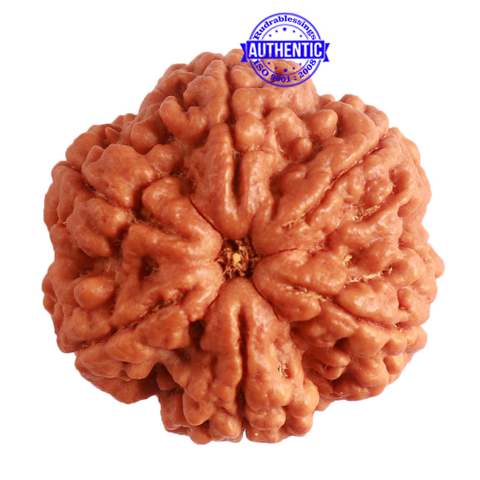 6 Mukhi Rudraksha from Nepal - Bead No. 401