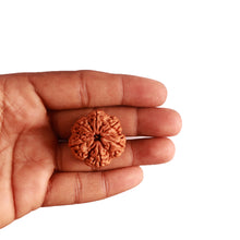 Load image into Gallery viewer, 6 Mukhi Rudraksha from Nepal - Bead No. 402
