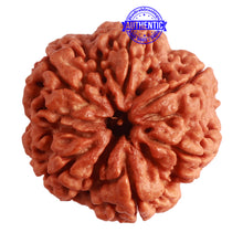 Load image into Gallery viewer, 6 Mukhi Rudraksha from Nepal - Bead No. 402
