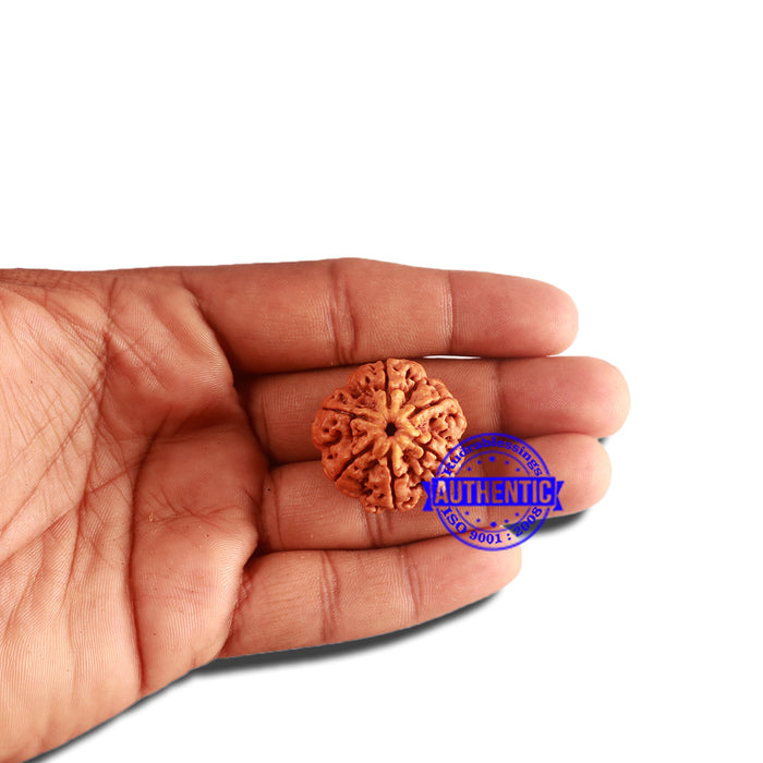 6 Mukhi Rudraksha from Nepal - Bead No. 405