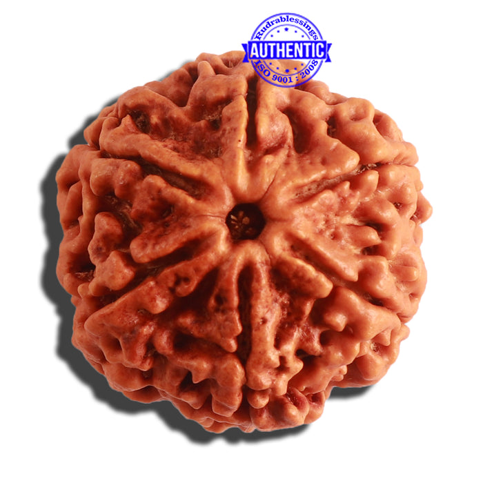 6 Mukhi Rudraksha from Nepal - Bead No. 407