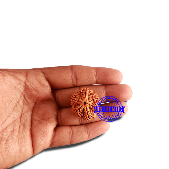 6 Mukhi Rudraksha from Nepal - Bead No. 408