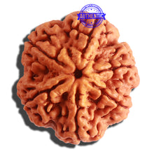 Load image into Gallery viewer, 6 Mukhi Rudraksha from Nepal - Bead No. 408
