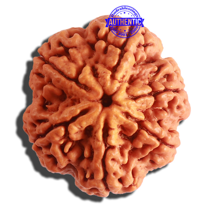 6 Mukhi Rudraksha from Nepal - Bead No. 408