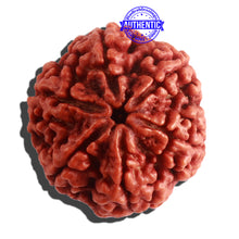 Load image into Gallery viewer, 6 Mukhi Rudraksha from Nepal - Bead No. 409
