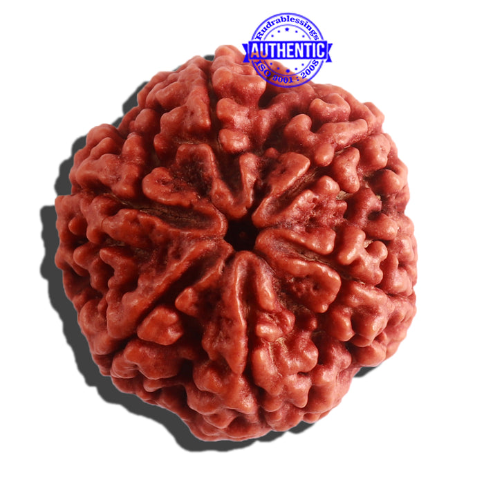 6 Mukhi Rudraksha from Nepal - Bead No. 409