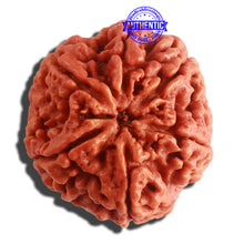 Load image into Gallery viewer, 6 Mukhi Rudraksha from Nepal - Bead No. 410
