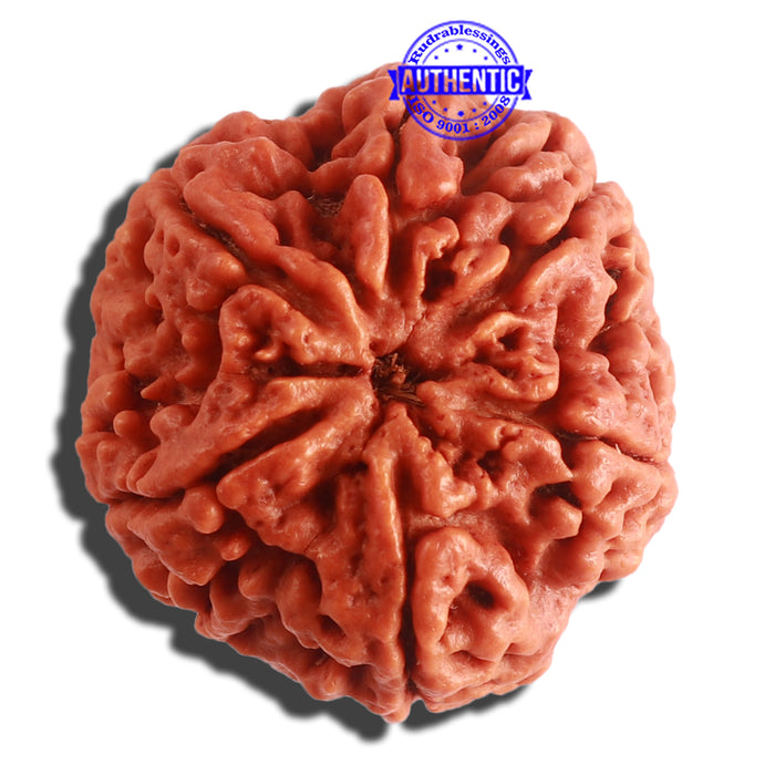 6 Mukhi Rudraksha from Nepal - Bead No. 410