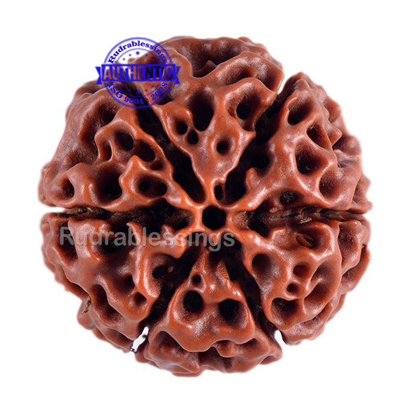 6 Mukhi Hybrid Rudraksha - Bead No. 5