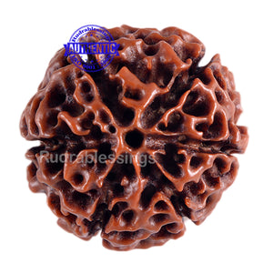 6 Mukhi Hybrid Rudraksha - Bead No. 6