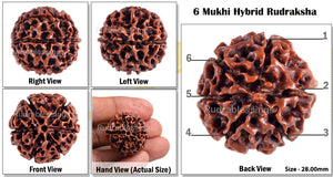 6 Mukhi Hybrid Rudraksha - Bead No. 6
