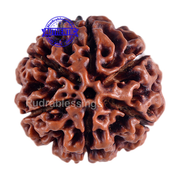 6 Mukhi Hybrid Rudraksha - Bead No. 7