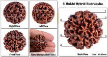 Load image into Gallery viewer, 6 Mukhi Hybrid Rudraksha - Bead No. 7
