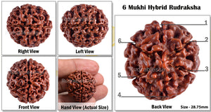 6 Mukhi Hybrid Rudraksha - Bead No. 8