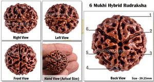 6 Mukhi Hybrid Rudraksha - Bead No. 9