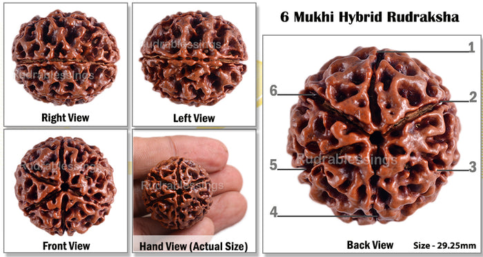 6 Mukhi Hybrid Rudraksha - Bead No. 9