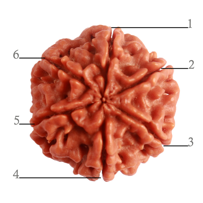 6 Mukhi Rudraksha from Nepal - Bead No. 381