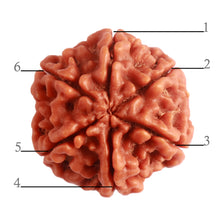 Load image into Gallery viewer, 6 Mukhi Rudraksha from Nepal - Bead No. 382
