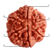 Load image into Gallery viewer, 6 Mukhi Rudraksha from Nepal - Bead No. 384
