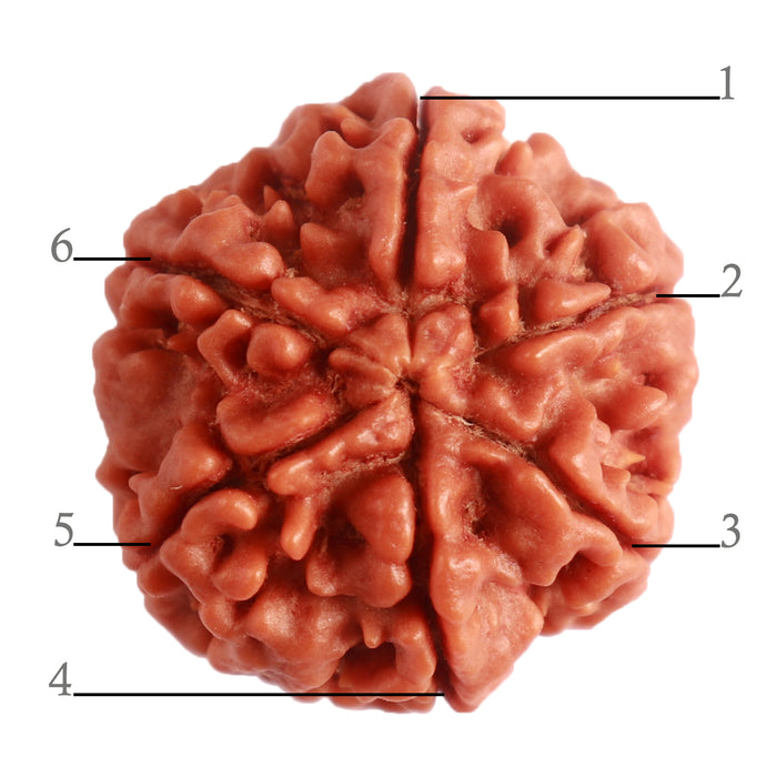 6 Mukhi Rudraksha from Nepal - Bead No. 384