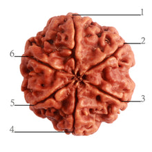 Load image into Gallery viewer, 6 Mukhi Rudraksha from Nepal - Bead No. 385
