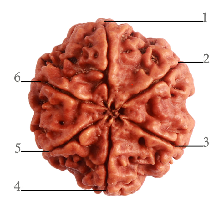 6 Mukhi Rudraksha from Nepal - Bead No. 385