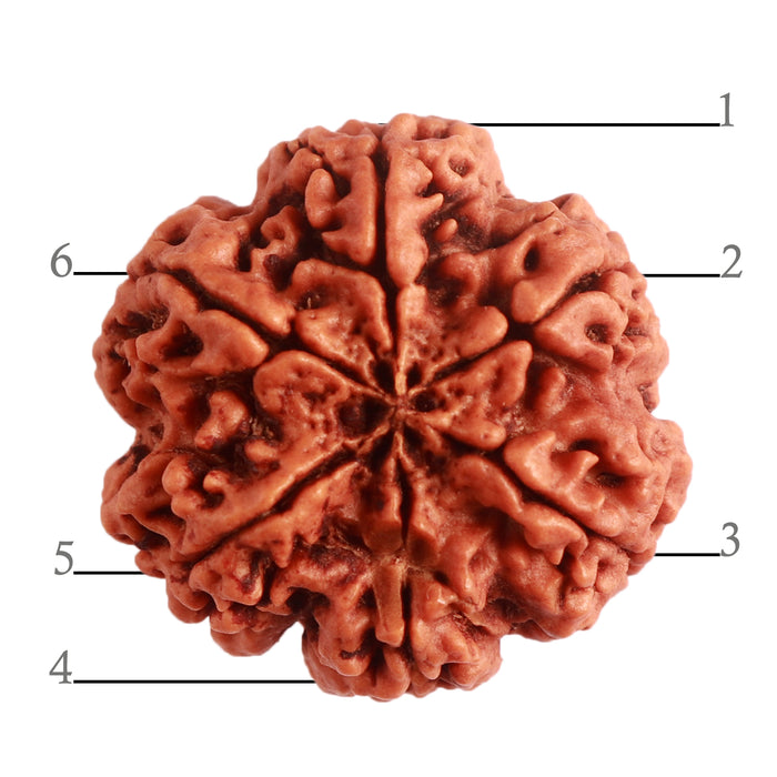 6 Mukhi Rudraksha from Nepal - Bead No. 386