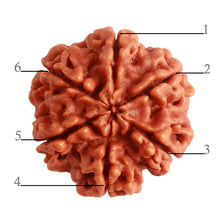 Load image into Gallery viewer, 6 Mukhi Rudraksha from Nepal - Bead No. 387
