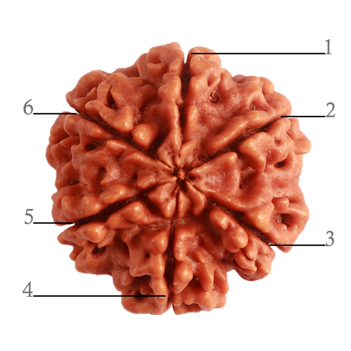 6 Mukhi Rudraksha from Nepal - Bead No. 387