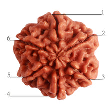 Load image into Gallery viewer, 6 Mukhi Rudraksha from Nepal - Bead No. 388

