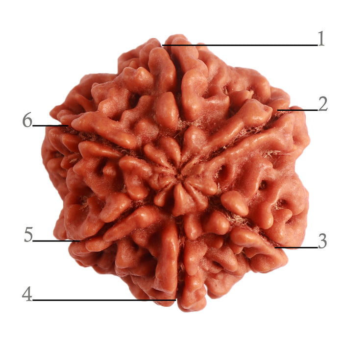 6 Mukhi Rudraksha from Nepal - Bead No. 388