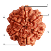 Load image into Gallery viewer, 6 Mukhi Rudraksha from Nepal - Bead No. 389
