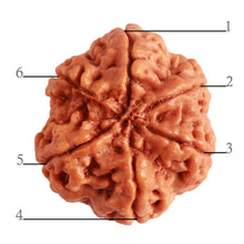 Load image into Gallery viewer, 6 Mukhi Rudraksha from Nepal - Bead No. 391
