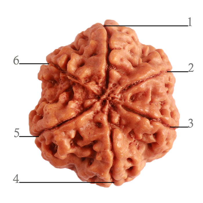 6 Mukhi Rudraksha from Nepal - Bead No. 391