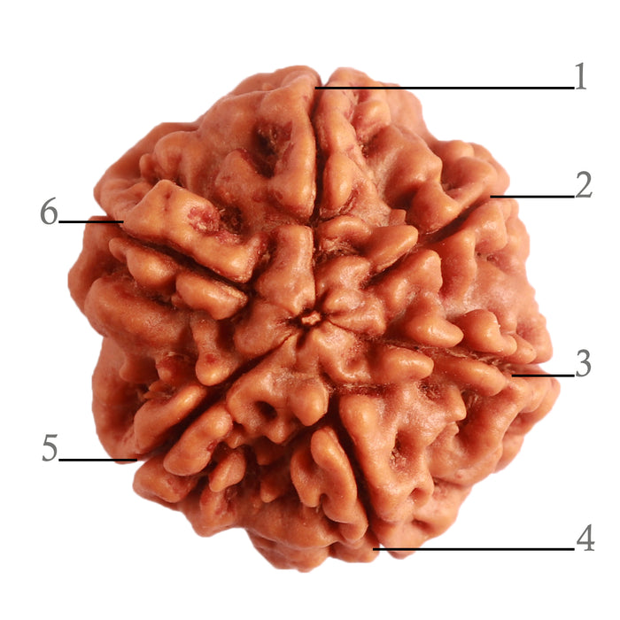 6 Mukhi Rudraksha from Nepal - Bead No. 393