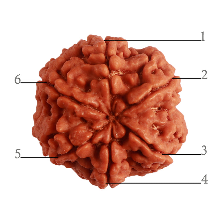 6 Mukhi Rudraksha from Nepal - Bead No. 394