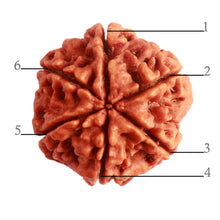 Load image into Gallery viewer, 6 Mukhi Rudraksha from Nepal - Bead No. 395
