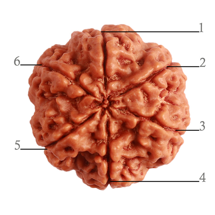 6 Mukhi Rudraksha from Nepal - Bead No. 396