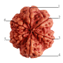 Load image into Gallery viewer, 6 Mukhi Rudraksha from Nepal - Bead No. 397
