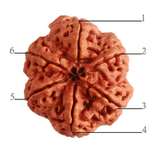 Load image into Gallery viewer, 6 Mukhi Rudraksha from Nepal - Bead No. 399
