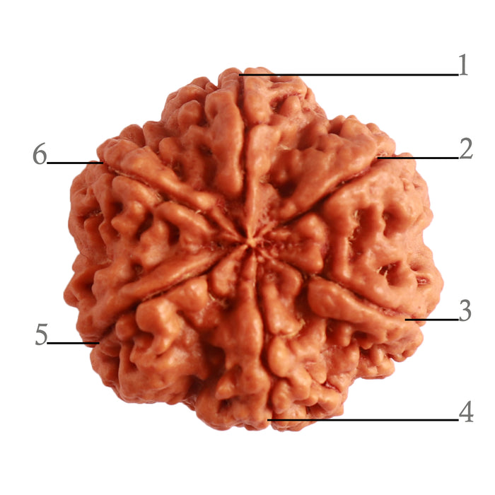 6 Mukhi Rudraksha from Nepal - Bead No. 401