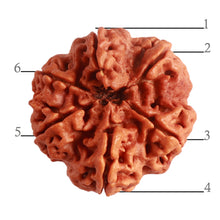 Load image into Gallery viewer, 6 Mukhi Rudraksha from Nepal - Bead No. 402

