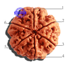 Load image into Gallery viewer, 6 Mukhi Rudraksha from Nepal - Bead No. 405
