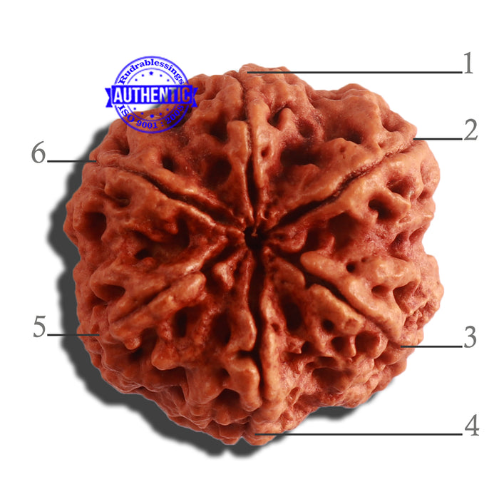 6 Mukhi Rudraksha from Nepal - Bead No. 406