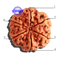 Load image into Gallery viewer, 6 Mukhi Rudraksha from Nepal - Bead No. 407
