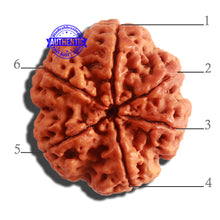 Load image into Gallery viewer, 6 Mukhi Rudraksha from Nepal - Bead No. 408
