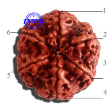 Load image into Gallery viewer, 6 Mukhi Rudraksha from Nepal - Bead No. 409
