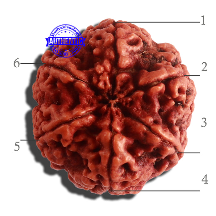 6 Mukhi Rudraksha from Nepal - Bead No. 409